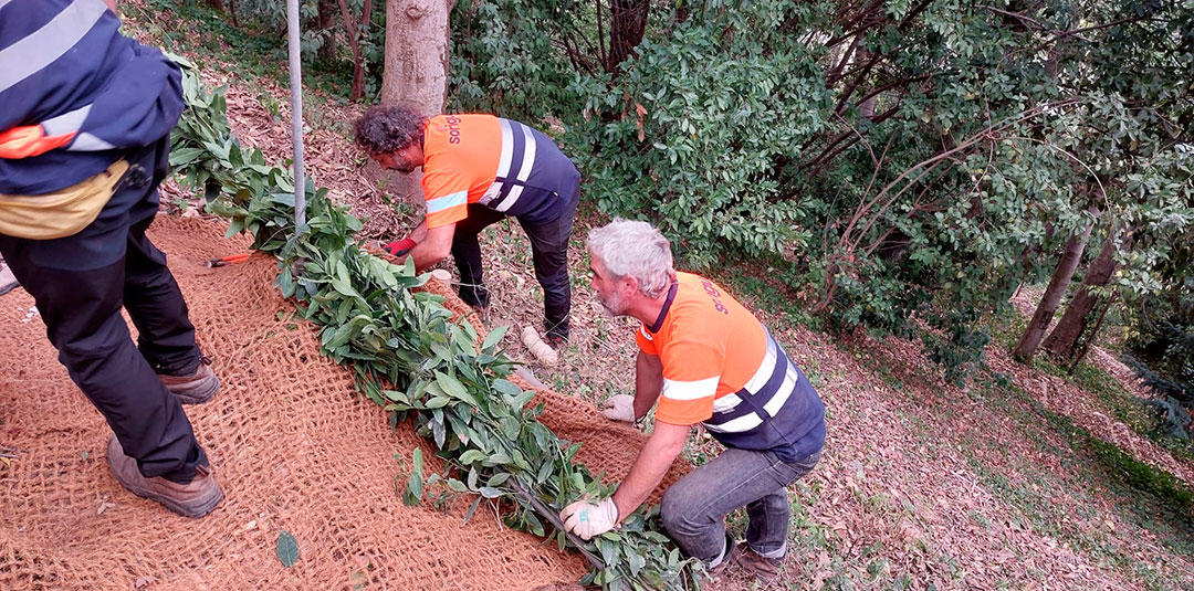 Técnicas de conservación del bosque